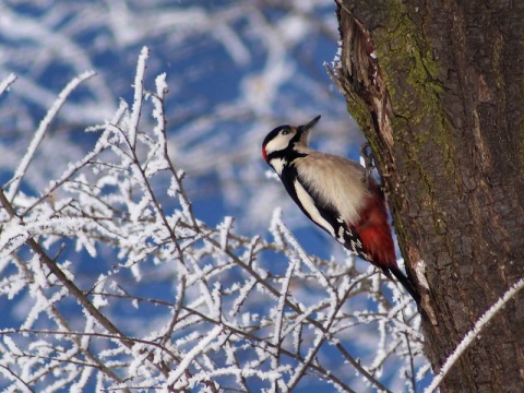 Kliknij na zdjęcie, żeby zobaczyć w pełnych wymiarach