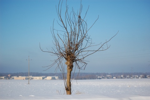 Kliknij na zdjęcie, żeby zobaczyć w pełnych wymiarach