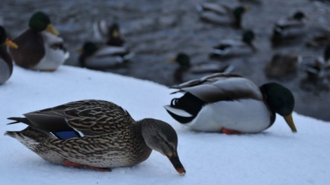 Kliknij na zdjęcie, żeby zobaczyć w pełnych wymiarach