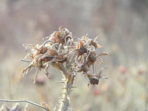 Kliknij na zdjęcie, żeby zobaczyć w pełnych wymiarach