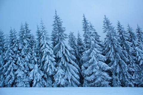 Kliknij na zdjęcie, żeby zobaczyć w pełnych wymiarach