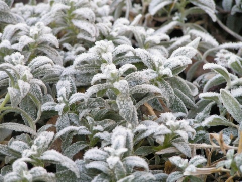Kliknij na zdjęcie, żeby zobaczyć w pełnych wymiarach