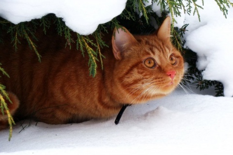 Kliknij na zdjęcie, żeby zobaczyć w pełnych wymiarach