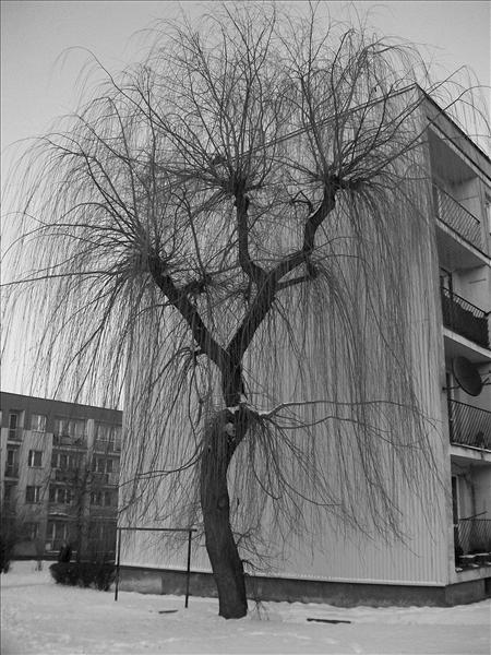 Kliknij na zdjęcie, żeby zobaczyć w pełnych wymiarach