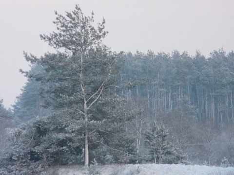Kliknij na zdjęcie, żeby zobaczyć w pełnych wymiarach