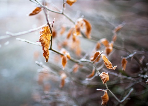 Kliknij na zdjęcie, żeby zobaczyć w pełnych wymiarach