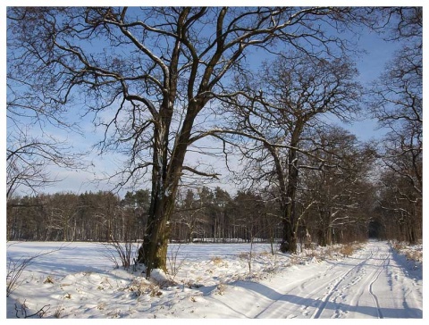 Kliknij na zdjęcie, żeby zobaczyć w pełnych wymiarach