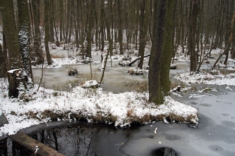 Kliknij na zdjęcie, żeby zobaczyć w pełnych wymiarach
