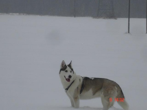 Kliknij na zdjęcie, żeby zobaczyć w pełnych wymiarach