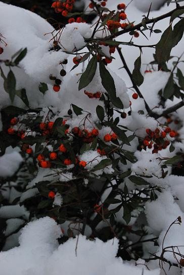 Kliknij na zdjęcie, żeby zobaczyć w pełnych wymiarach
