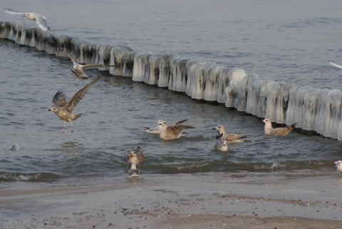 Kliknij na zdjęcie, żeby zobaczyć w pełnych wymiarach