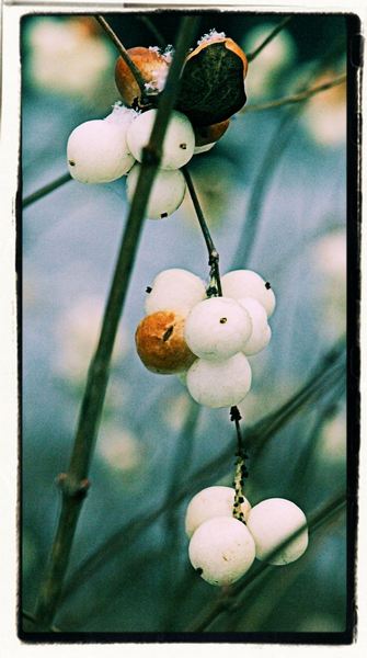 Kliknij na zdjęcie, żeby zobaczyć w pełnych wymiarach