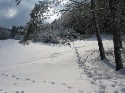 Kliknij na zdjęcie, żeby zobaczyć w pełnych wymiarach