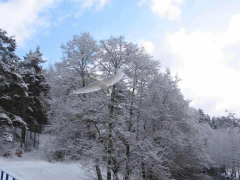 Kliknij na zdjęcie, żeby zobaczyć w pełnych wymiarach