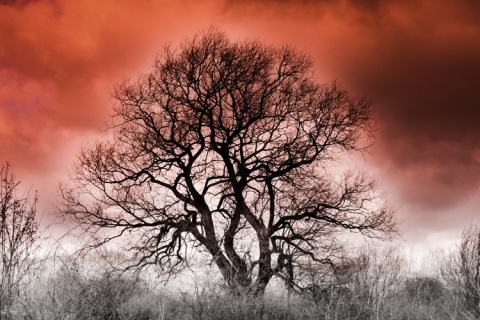 Kliknij na zdjęcie, żeby zobaczyć w pełnych wymiarach