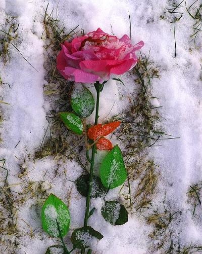 Kliknij na zdjęcie, żeby zobaczyć w pełnych wymiarach