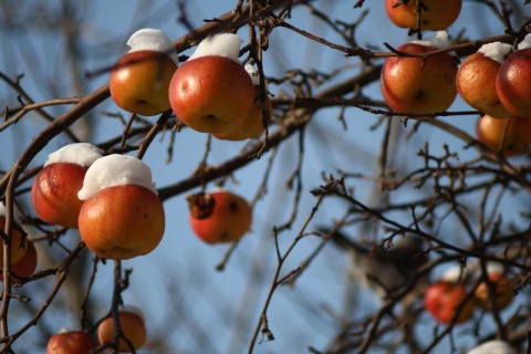 Kliknij na zdjęcie, żeby zobaczyć w pełnych wymiarach