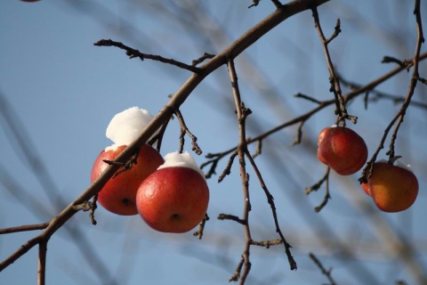 Kliknij na zdjęcie, żeby zobaczyć w pełnych wymiarach