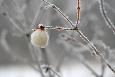 Kliknij na zdjęcie, żeby zobaczyć w pełnych wymiarach