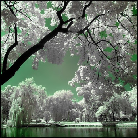 Kliknij na zdjęcie, żeby zobaczyć w pełnych wymiarach