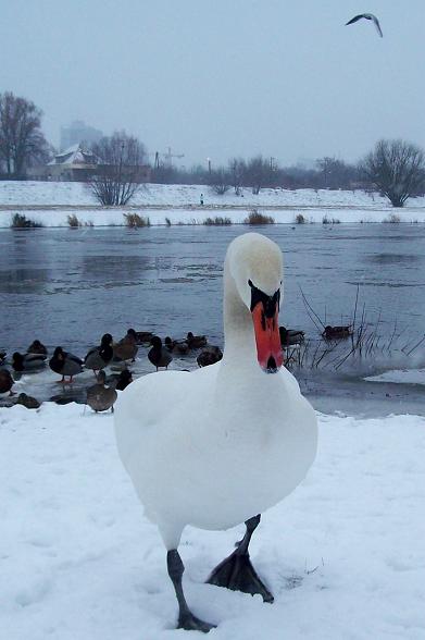 Kliknij na zdjęcie, żeby zobaczyć w pełnych wymiarach