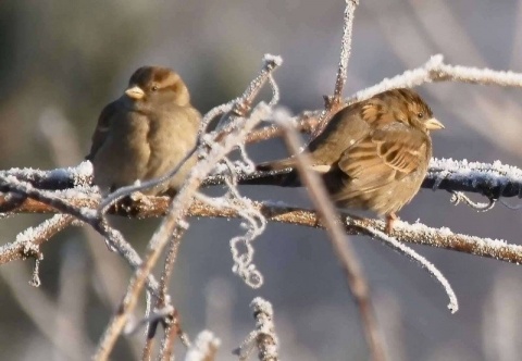 Kliknij na zdjęcie, żeby zobaczyć w pełnych wymiarach