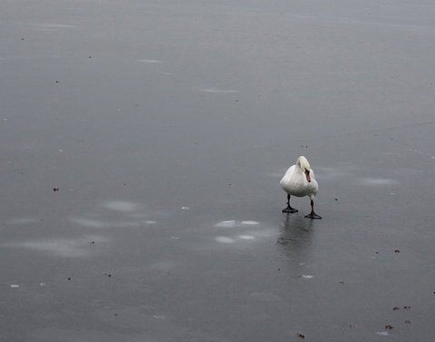 Kliknij na zdjęcie, żeby zobaczyć w pełnych wymiarach