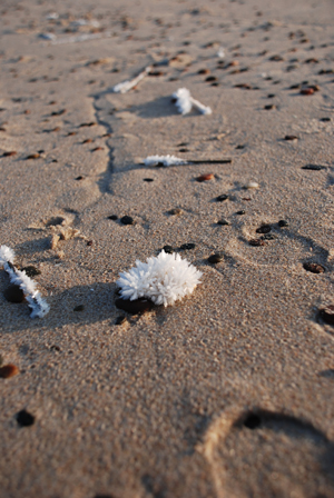 Kliknij na zdjęcie, żeby zobaczyć w pełnych wymiarach