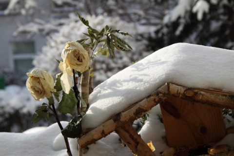 Kliknij na zdjęcie, żeby zobaczyć w pełnych wymiarach