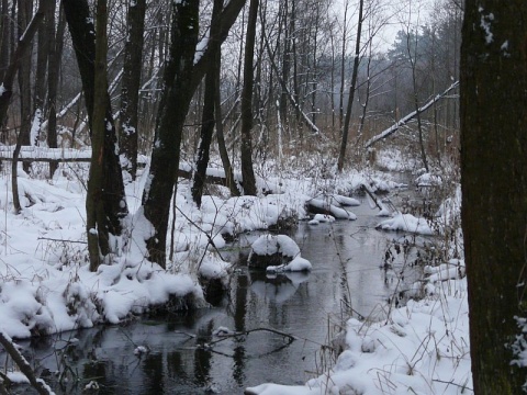 Kliknij na zdjęcie, żeby zobaczyć w pełnych wymiarach