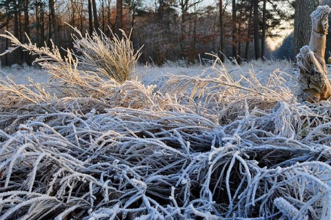 Kliknij na zdjęcie, żeby zobaczyć w pełnych wymiarach