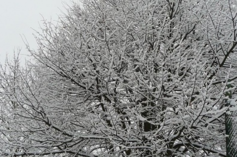 Kliknij na zdjęcie, żeby zobaczyć w pełnych wymiarach