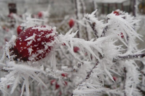 Kliknij na zdjęcie, żeby zobaczyć w pełnych wymiarach