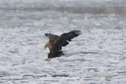 Kliknij na zdjęcie, żeby zobaczyć w pełnych wymiarach