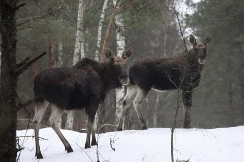 Kliknij na zdjęcie, żeby zobaczyć w pełnych wymiarach