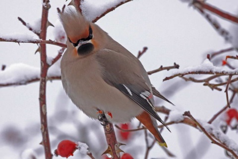 Kliknij na zdjęcie, żeby zobaczyć w pełnych wymiarach