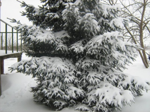 Kliknij na zdjęcie, żeby zobaczyć w pełnych wymiarach