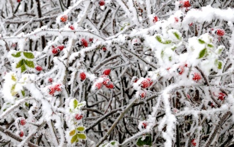 Kliknij na zdjęcie, żeby zobaczyć w pełnych wymiarach
