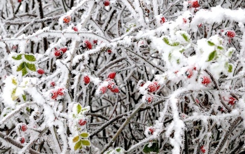 Kliknij na zdjęcie, żeby zobaczyć w pełnych wymiarach