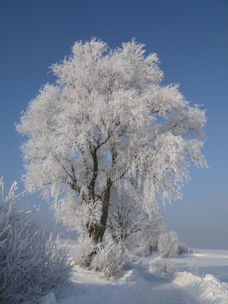 Kliknij na zdjęcie, żeby zobaczyć w pełnych wymiarach