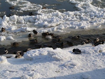 Kliknij na zdjęcie, żeby zobaczyć w pełnych wymiarach
