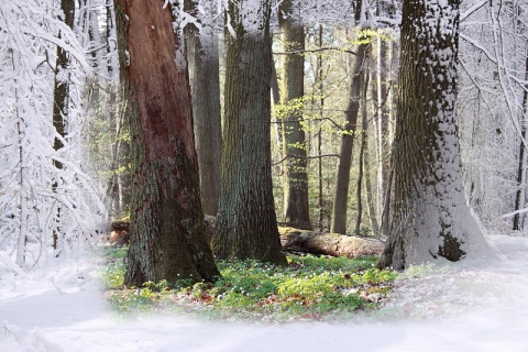Kliknij na zdjęcie, żeby zobaczyć w pełnych wymiarach