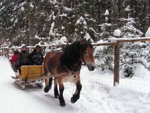 Kliknij na zdjęcie, żeby zobaczyć w pełnych wymiarach