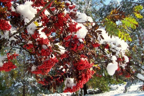 Kliknij na zdjęcie, żeby zobaczyć w pełnych wymiarach