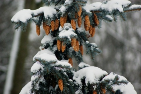 Kliknij na zdjęcie, żeby zobaczyć w pełnych wymiarach