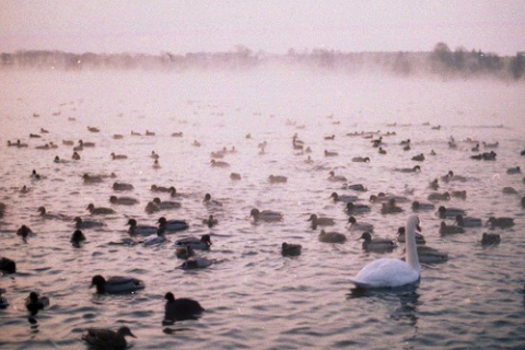 Kliknij na zdjęcie, żeby zobaczyć w pełnych wymiarach