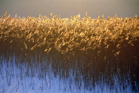 Kliknij na zdjęcie, żeby zobaczyć w pełnych wymiarach
