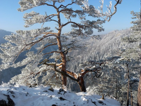 Kliknij na zdjęcie, żeby zobaczyć w pełnych wymiarach