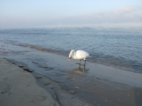 Kliknij na zdjęcie, żeby zobaczyć w pełnych wymiarach