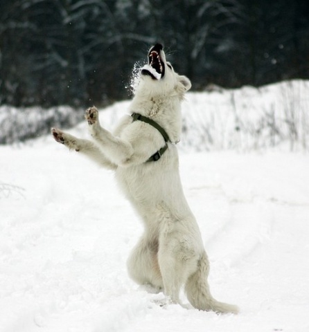 Kliknij na zdjęcie, żeby zobaczyć w pełnych wymiarach